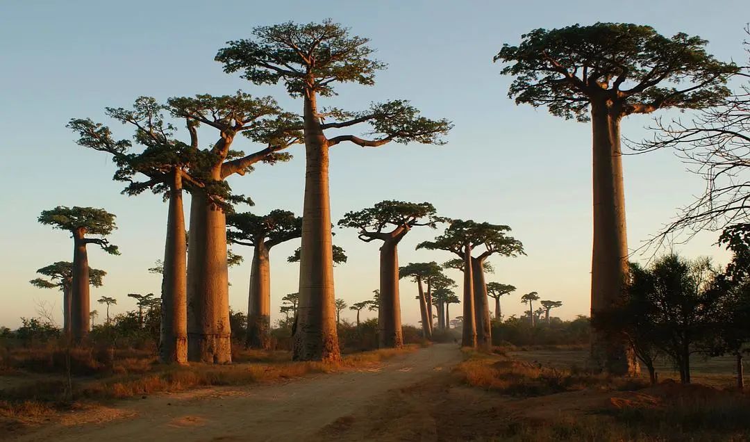 猴面包樹油 Adansonia digitata