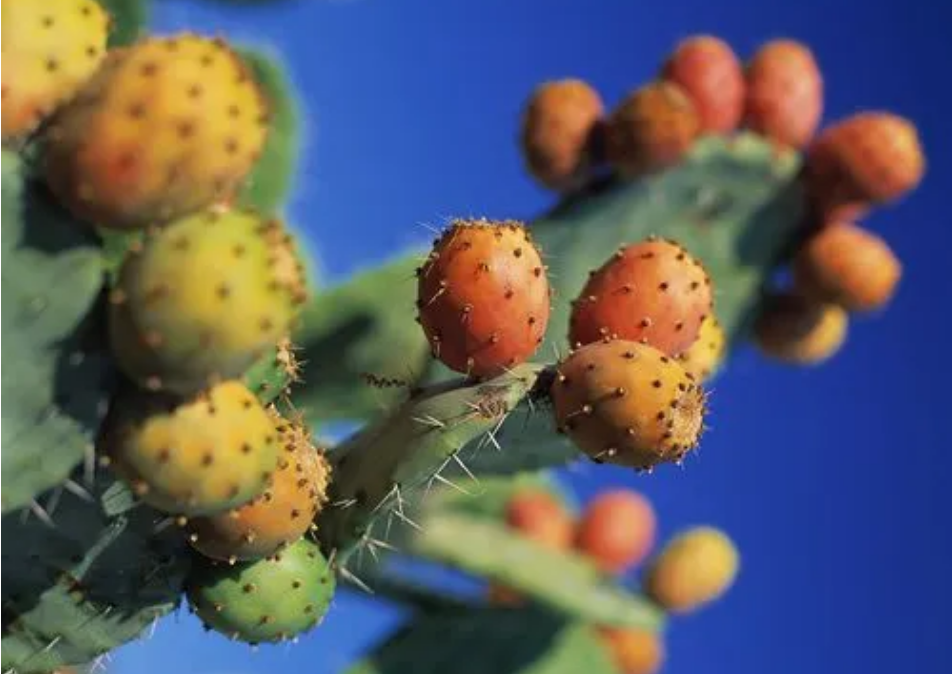 仙人掌籽油 Opuntia dillenii