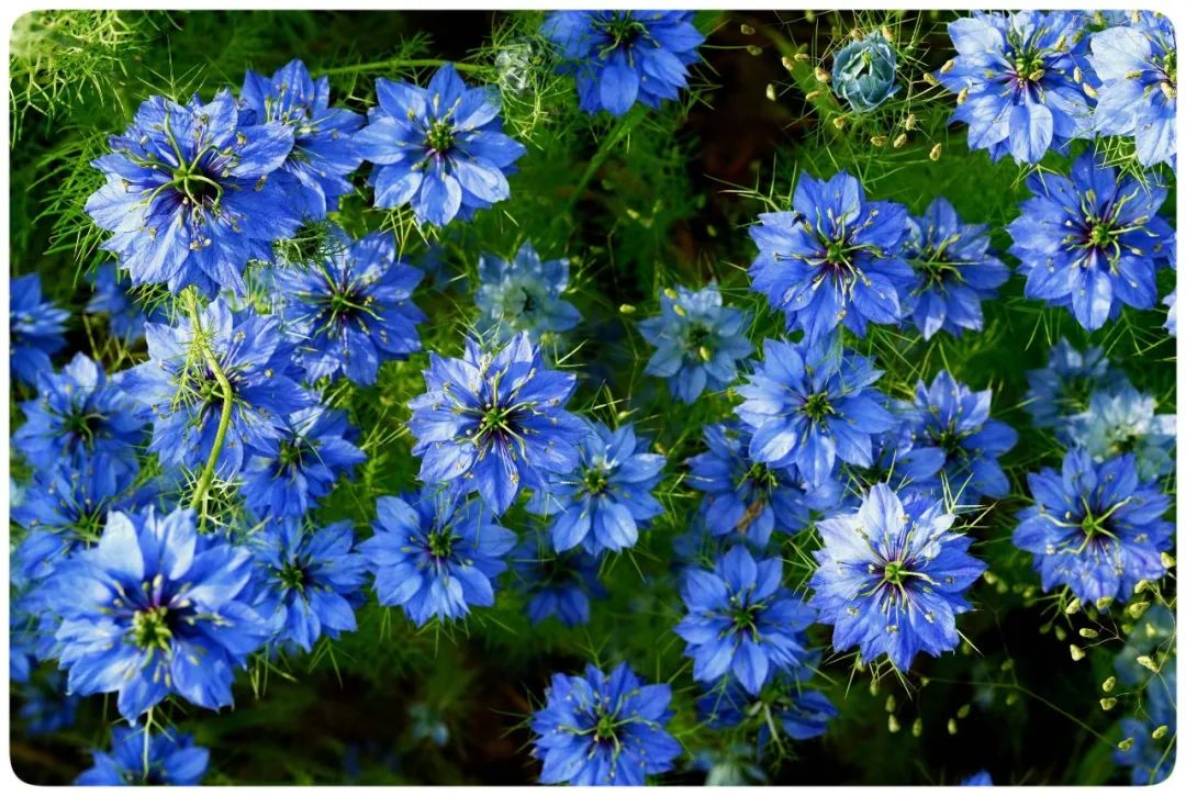 黑種草籽 Nigella sativa